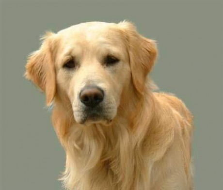 Zlatý retviever.jpg